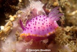 mini-nudi of lembeh by Georges Boudron 